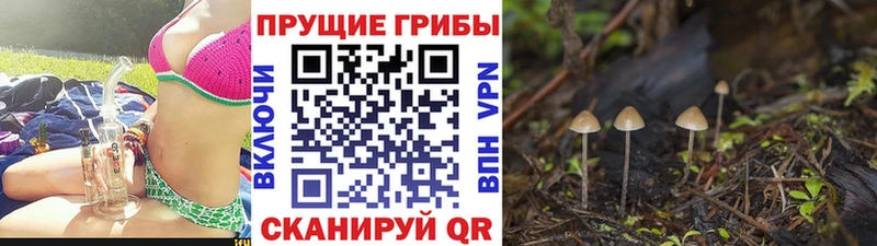 Псилоцибиновые грибы Magic Shrooms  где купить наркоту  blacksprut рабочий сайт  Туран 